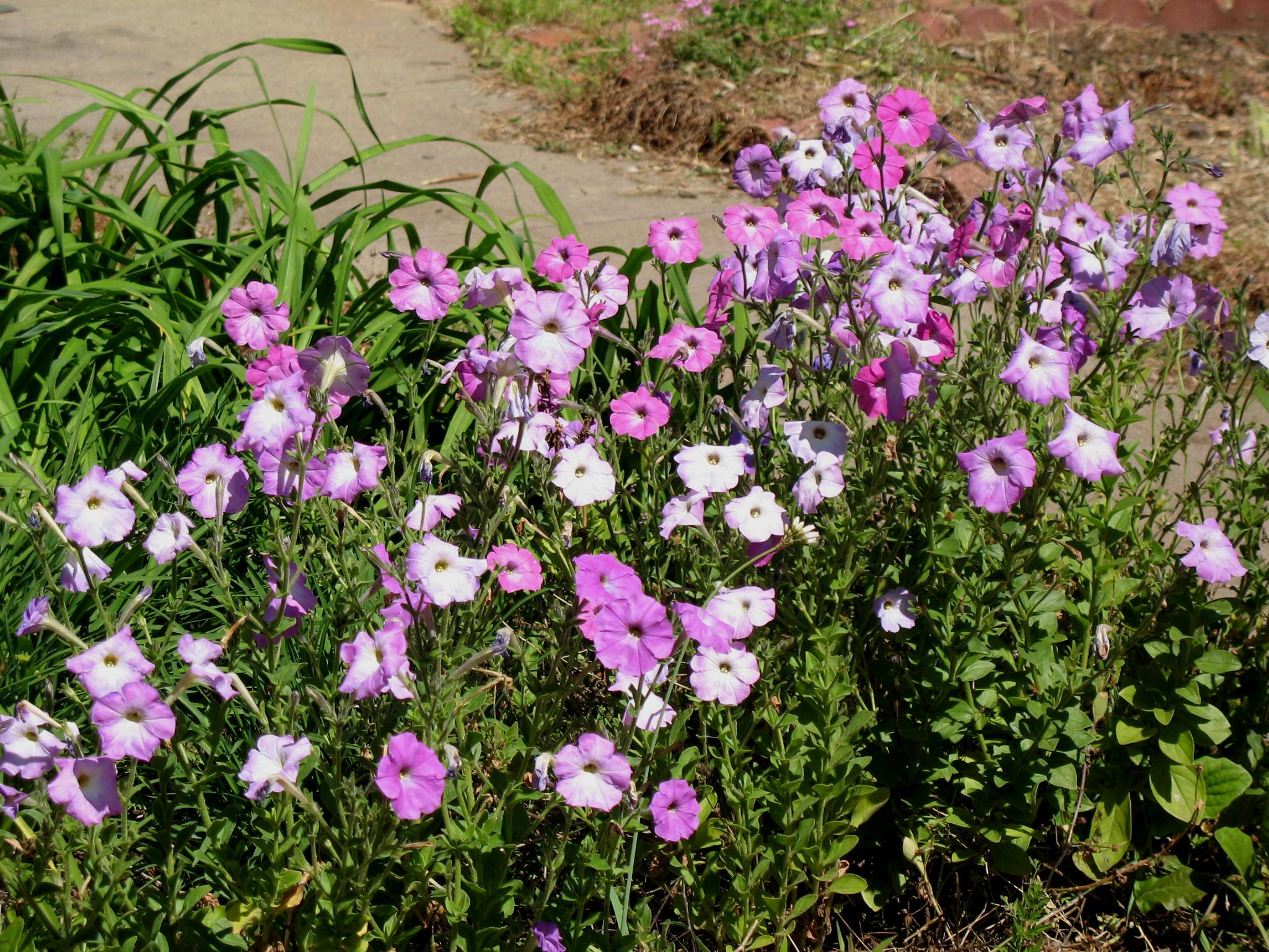 Online Plant Guide Petunia species / SelfSeeding Petunias